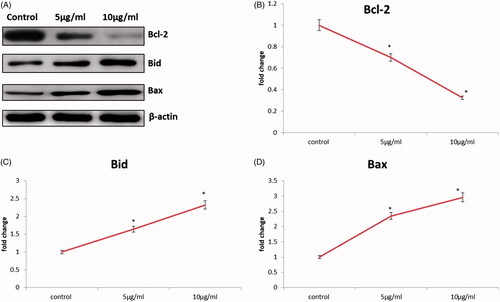 Figure 9. CR-AuNPs induce apoptosis pathway on HeLa cells. (A) Protein expression of Bcl-2, Bax & Bid. (B–D) The representative graph shows the relative protein expression of fold changes in immunoblots. Values are expressed as mean ± SD for three experiments. *p < .05 compared to the control.