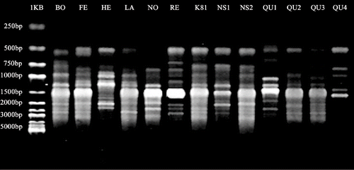 FIGURE 1. ISSR banding pattern of 13 raspberry genotypes generated by primer 866. The genotype abbreviations are the same as in Table 1. 1KB: standard molecular size (1 kb ladder).