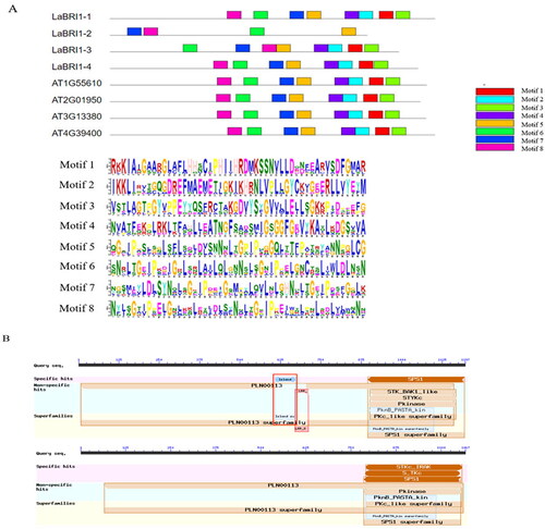 Figure 11. Conserved motif and conserved structure of LaBRI1 gene.Note: A: Conserved motif of LaBRI1 gene B: Conserved structure of LaBRI1 gene.