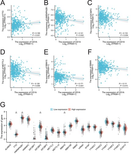 Figure 4 Correlation between CD1A expression and m6A-related genes in COAD. (A-F) Correlation analysis between CD1A expression and FTO, HNRNPA2B1, IGF2BP2, METTL3, RBM15 and RBMX. (G) Differences in the expression of m6A-related genes between CD1A high-expression and low-expression groups in COAD.