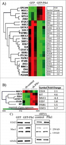 Figure 2. Effects of perturbations of Pfn1 on CSC gene expression signature in MDA-231 cells. (A-B) Cluster diagrams depicting differentially expressed (fold-change cut-off = 1.5; p-value < 0.05) CSC-related genes in response to overexpression (A) and knockdown (B) of Pfn1 expression in MDA-231 cells, based on the readouts of qPCR array. The tables alongside display the fold-change of each differentially expressed gene (data summarized from 3 independent experiments). (C) Immunoblot analyses of STAT3 and MUC1 expression from whole cell lysates of control vs Pfn1 knockdown and GFP vs GFP-Pfn1 overexpressing MDA-231 cells (tubulin blot serves as the loading control). The multiple bands of MUC1 represent proteins with different degrees of glycosylation.