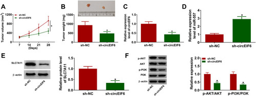 Figure 7 CircEIF6 interference suppresses the growth of pancreatic cancer xenograft tumors in vivo. (A) Tumor volume was calculated every 7 days according to the formula of length×width2×0.5. (B) Tumors were weighed after euthanizing mice at 28-day post-inoculation. (C) The expression of circEIF6 in tumor tissues from SW1990 cells transfected with sh-NC or sh-EIF6 was detected by qRT-PCR. (D) The level of miR-557 was measured by qRT-PCR. (E) Western blot assay was used to analyze the protein level of SLC7A11 in tumor tissues. (F) The levels of p-AKT, AKT, p-PI3K and PI3K were determined by Western blot assay. *P<0.05.