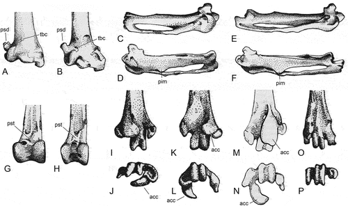 Figure 14. Comparison of selected bones of the Zygodactylidae and crown group Passeriformes. (A) Primoscens carolinae, sp. nov. (holotype, NMS.2021.40.54), distal end of right humerus in cranial view. (B) Sylvia borin (Passeriformes, Sylviidae), distal end of right humerus in cranial view. (C, D) Primozygodactylus cf. danielsi (NMS.2021.40.47), right carpometacarpus in (C) ventral and (D) dorsal view. (E, F) Saxicola rubicola (Passeriformes, Muscicapidae), right carpometacarpus in (E) ventral and (F) dorsal view. (G) P. cf. danielsi (NMS.2021.40.47), distal end of left tibiotarsus in cranial view. (H) Motacilla alba (Passeriformes, Motacillidae), distal end of left tibiotarsus in cranial view. (I, J) P. cf. danielsi (NMS.2021.40.47), distal end of left tarsometatarsus in (I) plantar and (J) distal view. (K, L) Pr. carolinae, sp. nov. (holotype, NMS.2021.40.54), distal end of right tarsometatarsus in (K) plantar and (L) distal view. (M, N) Zygodactylus grivensis (holotype, after Mayr Citation1998) from the middle Miocene of France, distal end of right tarsometatarsus in (M) plantar and (N) distal view. (O, P) Fringilla montifringilla (Passeriformes, Fringillidae), distal end of left tarsometatarsus in (O) plantar and (P) distal view. All drawings except those in (M) and (N) are by Michael Daniels. Abbreviations: acc, trochlea accessoria; pim, processus intermetacarpalis; psd, processus supracondylaris dorsalis; pst, pons supratendineus; tbc, tubercle dorsal to condylus dorsalis. Not to scale.