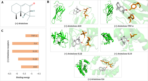 Figure 8 Molecular docking results are demonstrated. (A) 2D chemical structure of the key component (+)-aristolone; (B) binding energy bars of (+)-aristolone with AGE, TNF-α, IL1β, IL10 and IL6, respectively; (C) overall and local landscape of (+)-aristolone interactions with AGE, TNF-α, IL1β, IL10, and IL6, respectively.