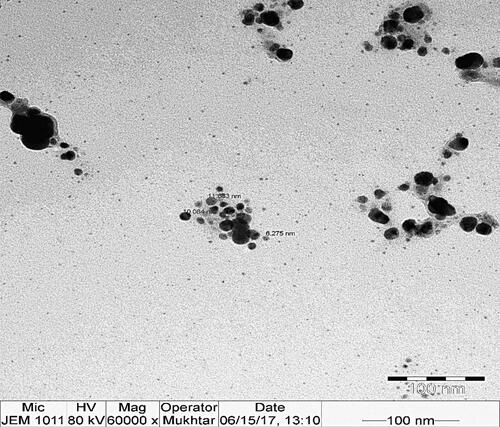 Figure 5. TEM micrograph of silver nano particles syntesized by O. arabicus extract. Scale bar = 100 nm.
