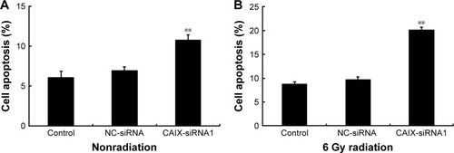 Figure 5 Knockdown of CAIX enhanced cell apoptosis after radiation treatment.