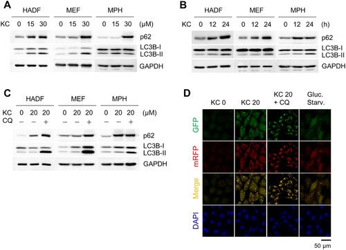 Figure 1. Autophagy induction upon treatment with the natural compound Kazinol C (KC). (A) Autophagy induction by KC (0, 15, or 30 µM) for 24 h in a dose-dependent manner in Human adult dermal fibroblasts (HADFs), mouse embryonic fibroblasts (MEFs) and mouse primary hepatocytes (MPHs). The induction of autophagy is measured by immunoblotting using LC3B antibody. GAPDH is used as a loading control. (B) Autophagy induction by KC (20 µM for 0, 12, or 24 h) in a time-dependent manner. (C) Co-treatment with autophagy inhibitor chloroquine (CQ, 100 µM) and KC (20 µM) blocks autophagic flux. (D) LC3 puncta were observed in mRFP-GFP-LC3 stably expressing MEFs by KC (20 µM for 24 h). Glucose starvation (Gluc. starv., for 6 h) is a positive control. The nuclei were stained with DAPI. Scale bar = 50 µm.