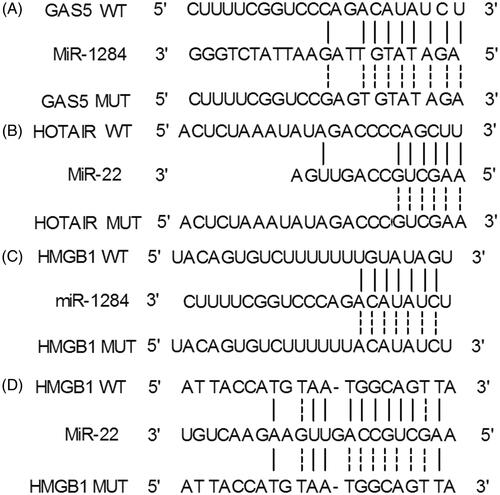 Figure 2. Schematic comparison between GAS5 and miR-1284, HOTAIR and miR-22, and miR-1284/miR-22 and HMGB1. (A) A putative binding site of GAS5 was located in miR-1284; (B) A putative binding site of HOTAIR was located in miR-22; (C) Schematic representation of the miR-1284 binding site located in the 3′UTR of HMGB1; (D) Schematic comparison between miR-22 sequence and the wild-type/mutant “seed sequence” of miR-22 located in the 3′UTR of HMGB1.