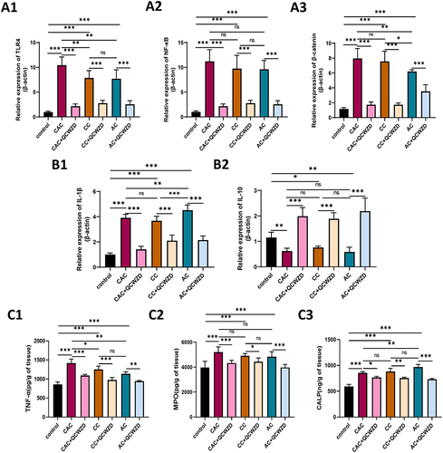 Figure 7 QCWZD modulates immune responses in DSS and AOM/DSS mice. (A) The mRNA expressions of TLR4 (A1), NF-Κb (A2) and β-catenin (A3) in the colon; (B) The mRNA expressions of IL-1β (B1) and IL-10 (B2) in the colon; (C) ELISA Protein expression of TNF-α (C1), MPO (C2) and CALP (C3) by Elisa in colon. *P < 0.05, **P < 0.01, ***P < 0.001.