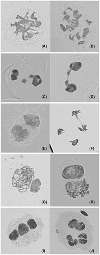 Figure 3 Abnormal meiosis behavior of PMCs in induced tetraploid of C. heracleifolia. (A) Diplotene (showing bivalent);(B) diakinesis (showing quadrivalent); (C, D) telophase I (showing laggard chromosomes); (E, F) telophase I and II (showing chromosome bridge); (G, H) asynchronous chromosome segregation at telophase I; (I) triad; (J) heptad.