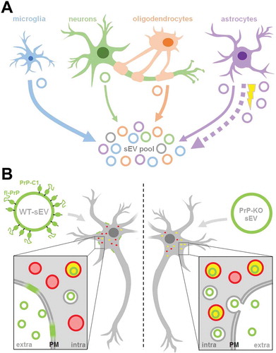 Figure 9. Summarizing scheme. (A) Schematic representation of the relative contribution of different brain cell types to the sEV pool in murine brain. Under physiological conditions, microglia appear to be the main contributor to the sEV pool, followed by oligodendrocytes and astrocytes, while neurons contribute relatively little (contribution indicated by thickness of solid arrows). Upon experimental stroke (indicated by the yellow thunderbolt), astrocytic release of sEVs is upregulated and astrocytes appear to be the main contributor 24 h after reperfusion (indicated by the bold dotted arrow). sEVs are depicted as circles and the color refers to their cellular origin. Note that a fraction of sEVs (grey) may also be released by other cell types not assessed here, such as pericytes or endothelial cells. (B) Differential uptake of WT-sEVs and PrP-KO-sEVs may be influenced by PrP. WT-sEVs (on the left) are packed with fl-PrP and its truncated C1 fragment ending with a stretch of hydrophobic amino acids. These sEVs are relatively slowly taken up by neurons and rather seem to fuse with the plasma membrane (PM). In contrast, sEVs lacking PrP (PrP-KO-sEV; on the right) are rapidly endocytosed and transported to lysosomes (red circles). Colocalization (i.e. lysosomes containing sEVs) is indicated in yellow. Similar observations have been made with microglia or astrocytes as recipient cells. Note that other surface proteins and cargo of sEVs, as well as the lipid bilayer of vesicles, lysosomes, and sEVs, are not depicted here to simplify matters.