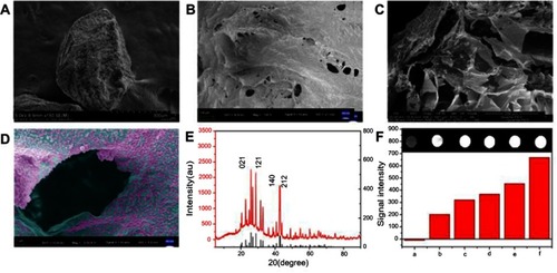 Figure 4 Morphological characterization of Cat27-CA/BS MCs. (A and B) SEM images of outside surface of MCs. (C) SEM image of wall structure of MCs. (D) SEM image of barium sulfate crystal nanoclusters on the inside surface of Cat27-CA/BS MCs (pseudo-color). (E) X-ray diffraction pattern of Cat27-CA/BS MCs. (F) In vitro CT imaging of Cat27-CA/BS MCs with varying content.Abbreviations: Cat27-CA/BS MCs, catechol-27–chitosan alginate/barium sulfate microcapsules; SEM, scanning electron microscopy; CT, computed tomography.