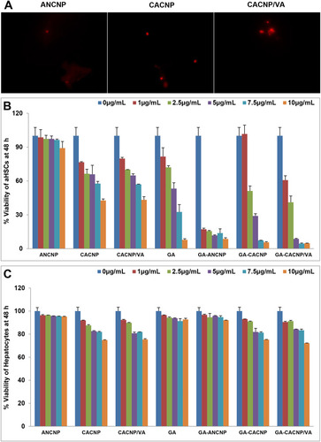 Figure 9 Effect of GA-CNPs on cellular uptake and cytotoxicity activities in aHSCs; (A) microscopic fluorescent image showing aHSCs uptake of Rhodamine-loaded-CNP, (B, C) cytotoxicity/antiproliferative activity of the free GA and GA-CNPs against (B) aHSCs and (C) primary hepatocytes after 48 h exposure. Each experiment is performed in triplicate (n=3).