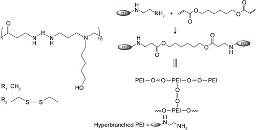Scheme 1 The molecular structure of the random copolymer PAA containing APOL (left) and synthesis of dPEI (right). The R group is either R1 (non-reducible monomer) or R2 (reducible monomer).Abbreviations: PEI, polyethylenimine; dPEI, degradable polyethylenimine; PAA, poly(amido amine); APOL, 5-amino-1-pentanol.