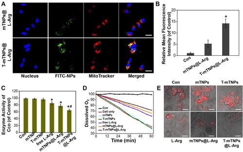 Figure 2 Mitochondria targeting and hypoxia relief: (A) Confocal microscope images of MCF-7 cells after incubated with FITC-labeled T-mTNPs@L-Arg and mTNPs@L-Arg and stained with Hoechst 33258 and MitoTracker, scale bar=10 nm (B) FITC fluorescence intensity of isolated mitochondria from MCF-7 cells after incubated with FITC-labeled T-mTNPs@L-Arg and mTNPs@L-Arg. The data are presented as the mean ± S.D. (n = 4). *p < 0.05 versus the mTNPs@L-Arg (C) Activity of Cco after various treatments. The data are presented as the mean ± S.D. (n = 4). *p < 0.05 versus the control groups, #p < 0.05 versus mTNPs@L-Arg. (D) Relative dissolved oxygen content in the cell medium of various groups. (E) Hypoxic status of MCF-7 cells detected by hypoxia red detection reagent l, scale bar=10 nm.