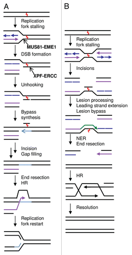 Figure 1 Existing models for replication coupled ICL repair in mammalian cells. (A) Model for the repair of ICLs during S phase in mammalian cells as adapted from Niedernhofer et al.Citation17 (B) Converging fork model of ICL repair, as based on Knipscheer et al. and raschle et al.Citation18,Citation19