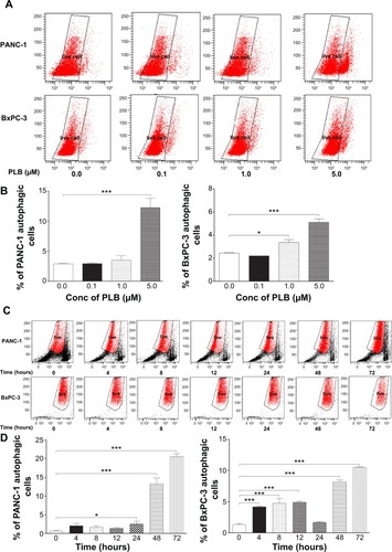 Figure 4 PLB induces autophagic cell death in PANC-1 and BxPC-3 cells determined by flow cytometry.