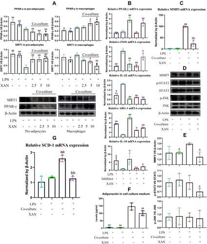 Figure 6 Regulation of XAN on PPAR-γ signaling in co-cultured pre-adipocytes and macrophages in vitro and its influence on FLSs. (A) Expression of SIRT1 and PPAR-γ in pre-adipocytes and macrophages from either mono-culture or co-culture systems under the stimulus of XAN in combination of LPS, investigated by immunoblotting method; (B) effects of the selective PPAR-γ inhibitor T0070907 on XAN-induced expression changes of mRNA PPAR-γ, iNOS, ARG-1, IL-1β, IL-10 in macrophages, investigated by RT-qPCR method; (C) expression of mRNA MMP3 in FLSs treated by LPS or cultured with medium collected from pre-adipocytes-macrophages co-culture system in the presence of LPS or together with XAN, investigated by RT-qPCR; (D) expression of protein MMP3, p-STAT3/STAT3, p-JNK/JNK in FLSs receiving the same treatments as assay (C), investigated by immunoblotting method; (E) qualification results of assay (D); (F) adiponectin released by pre-adipocytes in the co-culture system in the presence of LPS or together with XAN, investigated by ELISA method; (G) expression of gene SIRT1, SCD-1 and PPAR-γ in pre-adipocytes obtained from assay (F), investigated by RT-qPCR. Unit for the concentration of XAN in assay (A) was μg/mL; the concentration of XAN adopted in assay (B–G) was 5 μg/mL. The data were presented as mean ± standard deviation. Results were statistically analyzed using one-way ANOVA followed by Tukey post hoc test. Statistical significance: image (A and B), ap < 0.05 and aap < 0.01 compared with LPS-treated cells, bp < 0.05 compared with XAN+LPS-treated cells; image (E–G), ap < 0.05 and aap < 0.01 compared with LPS-treated cells from co-culture system, bbp < 0.01 compared with LPS+XAN-treated cells from co-culture system.