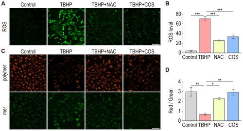 Figure 4. COS administration alleviates oxidative damage of TCMK-1 cells induced by TBHP. (A) Fluorescence microscopy detection of ROS generation by DCFH-DA. Scale bar represents 50 μm. (B) ROS levels in TCMK-1 cells were analyzed (mean ± SEM, n = 8). (C) MMP was detected using a JC-1 MMP assay Kit and images was captured. (D) The red to green fluorescence ratio was analyzed by image J (mean ± SEM, n = 8).