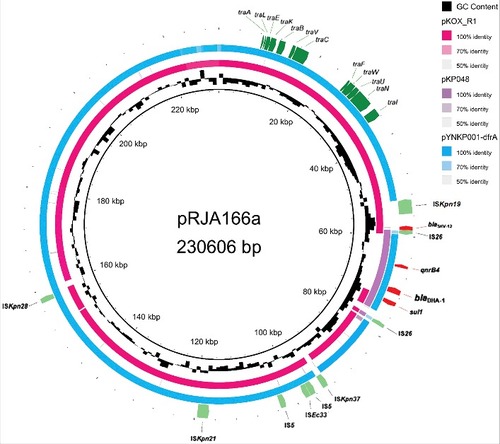 Figure 2. The genetic context of the blaDHA-1 gene in the resistance plasmid pRJA166a of K. pneumoniae RJA166. The plasmid shares the backbone of two previously reported plasmids pYNKP001-dfrA of Raoultella ornithinolytica YNKP001[ref. Citation22] and pKOX_R1 of Klebsiella michiganensis E718 [ref. Citation23]. The predicted antibiotic resistance gene is shown in red, the tra gene cluster is in dark green, and the IS element is shown in light green.
