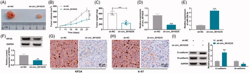 Figure 8. Interference of circ_0010235 delayed tumour growth and metastasis of NSCLC cells by altering miR-338-3p and KIF2A. (A–I) A-549 cells expressing sh-NC or sh-circ_0010235 vectors were inoculated into nude mice (n = 5). (A–C) Tumour volume and weight were examined. (D, E) qPCR detected expression of circ_0010235 and miR-338-3p, (F, I) western blotting examined protein expression of KIF2A, E-cadherin and N-cadherin and (G, H) IHC measured in situ expression of KIF2A and ki-67, and the scale bar was 50 μm in IHC images in xenograft tumour tissues. *p< .05, **p< .01 and ***p< .001.