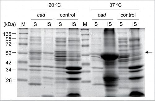 Figure 1. SDS-PAGE analysis of the Cad protein in E. coli. E. coli BW25113 (DE3) pLysS harboring pETHis (control) or pETHis-cad (cad) were grown at 20°C or 37°C in 2 mL of LB medium after 0.1 mM IPTG induction. After 18 h of incubation, cells were harvested, disrupted, and separated into soluble (S) and insoluble (IS) fractions. SDS-PAGE analysis was performed on a 12.5% polyacrylamide gel. 10 μg of sample from the soluble and from the insoluble fraction (one-fourth of precipitants) were loaded. The corresponding molecular masses (in kDa) of protein markers (M) are indicated on the left. The expressed Cad protein (54.0 kDa) is indicated by the arrow.