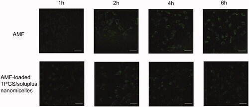 Figure 6. Cellular uptake of AMF and AMF-loaded TPGS/soluplus mixed micelles in A549 cells observed by laser confocal microscope. Scale bar is 50 μm.