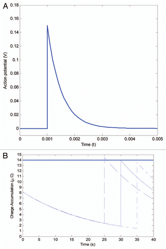 Figure 3 The ‘memory’ of Venus flytrap. (A) The action potential is evoked by mechanical stimuli of the trigger hair. (B) The first action potential can not accumulate enough charge accumulation, however, if the second action potential occurs within 30 s (dashed line), then the charge grows above the activation threshold 14 µC and leads to a trigger impulse. If two action potentials occur over 30 s, the trigger threshold cannot be reached (dot-dashed line). The 30 s time-point is the critical value in reaching the threshold (solid line).