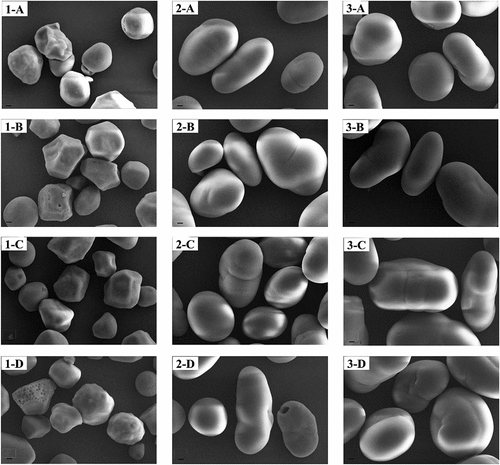Figure 5. (a) Micrograph of native and crosslinked (1) corn, (2) faba bean, and (3) field pea starches using different crosslinking agents. Native (A), POCl3-aqueous (B), STMP-semidry (C), and STMP-aqueous (D).