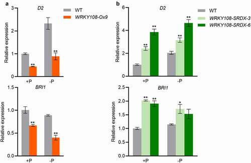 Figure 3. WRKY108 affects BR biosynthesis and signaling. The 10-d-old seedlings (the third leaves were fully expanded) were transferred to +P (90 μM) and -P (0 μM) 1/2 Kimura B nutrient solution until the sixth leaves were fully expanded. All leaf collars were harvested for RNA extraction and RT-qPCR. D2 and BRI1 were detected in WRKY108 overexpressors (A) and WRKY108-SRDX plants (B). The relative expression in the WT under +P condition was set as 1. Error bars mean SE (n = 4). Data significantly different from the corresponding controls are indicated (*P<.05, **P<.01; Student’s t-test)