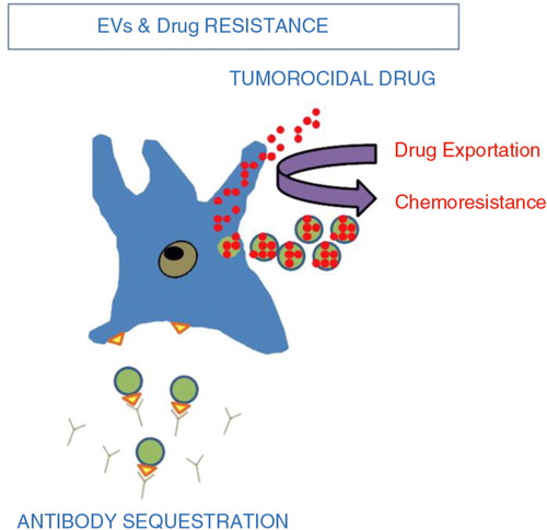 Fig. 4.  Tumour extracellular vesicles and chemoresistance (Citation67). Tumour EV act in 2 ways to reduce the efficacy of chemotherapy. (Citation1) intracytoplasmic chemotherapy exportation via shedding vesicles. (Citation2) Antibody sequestration.