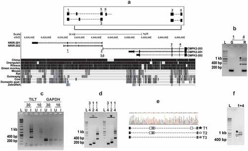 Figure 2. Identification of the novel transcripts-TILT encompassing CMPK2 and lncRNA – NRIR in Mtb infected macrophages
