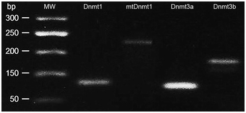 Figure 2. Agarose gel electrophoresis of PCR product (Dnmts).