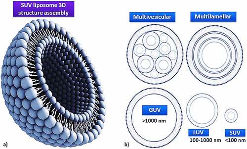 Figure 3. Liposome assembly representation of phospholipids in a bilayer (a) aided with various lamellar forms and sizes (b).