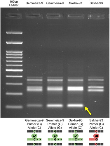 Figure 6. Allele-specific PCR gel electrophoresis results show that the homozygous allele (C/C) appeared only in Sakha-93 (the salt-tolerant cultivar), while a heterozygous allele (C/G) appeared only in Gemmeiza-9 (the salt-sensitive cultivar).