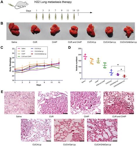 Figure 9 Effects of different formulations on lung metastasis in vivo. (A) Schematic design of anti-metastatic therapy. (B) Morphologies of lungs excised in different treatment groups. (C) The changes in body weight of different treatment groups. (D) Quantification of metastasis node numbers. (E) Images of H&E staining for lungs. Data expressed as mean ± SD (n=4). *P < 0.05. Scale bar, 100μm.