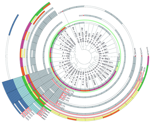 Figure 3. Distribution of trans-sRNAs in the Rhizobiales. The circular plot is based on a simplified phylogenetic tree adopted from Reinkensmeier et al. and del Val et al.Citation34,Citation38 Sequenced strains which harbor at least one sRNA of a defined RNA family model (RFM) are illustrated. Each circular row incorporates all sRNA members of an RFM and shows their assignment to members of the Rhizobiales. The two RFMs separated by the green circle were defined exclusively by del Val et al.Citation38 The RFM nomenclature in brackets indicates the availability of alternative RFMs calculated by del Val et al.Citation38 (not shown here). Grey, chromosomal sRNAs; light blue, sRNAs encoded on pSymB-like replicons; dark-blue, sRNAs encoded on pSymA-like replicons. Multi-colored rows indicate RFMs with several RNA gene homologs per strain/genome: Yellow, single gene; orange, two homologs; pale violet red, three homologs; green, four or more homologs. Species glossary: R. l., Rhizobium leguminosarum; R. e., Rhizobium etli; A. r., Agrobacterium radiobacter; A. t., Agrobacterium tumefaciens; A. v., Agrobacterium vitis; A. sp., Agrobacterium species, S. m., Sinorhizobium meliloti; S. e., Sinorhizobium meliloti; S. f., Sinorhizobium fredii; B. a., Brucella abortus; B. m., Brucella melitensis; B. s., Brucella suis; B. mi., Brucella microti; B. o., Brucella ovis; B. c., Brucella canis; O. a., Ochrobactrum antrophi; M. l., Mesorhizobium loti; M. c., Mesorhizobium cicero; M. sp., Mesorhizobium species; P. l., Parvibaculum lavamentivorans; M. e., Methylobacterium extorquens; M. c., Methylobacterium chloromethanicum; X. a., Xanthobacter autotrophicus; St. n., Starkeya novella; Az. c., Azorhizobium caulinodans; Rh. p., Rhodopseudomonas palustris; N. w., Nitrobacter winogradskyi; Be. i., Beijerinckia indica; Met. s., Methylocella silvestris; Rm. v., Rhodomicrobium vannielii.