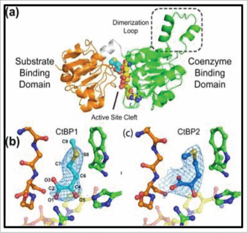 Figure 5. Structure of CtBP/substrate/coenzyme complex. (a) CtBP1 dehydrogenase domain structure (monomer) with domains indicated. Conformations of MTOB (light or dark blue) when interacting with (b) CtBP1 and (c) CtBP2 in presence of NAD+. (Reprinted with permission from Hilbert et al.Citation88 Copyright 2014 John Wiley & Sons, Inc.)