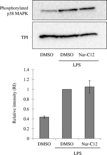 Fig. 6. Effect of Nar-C12 on p38 MAPK activation.
