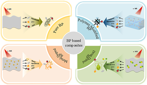 Figure 6 Application of BP-based composites. The main antibacterial strategies of pure BP, polymer-modified BP, drug-doped BP and metal-doped BP.