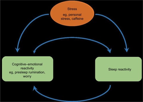 Figure 3 The bidirectional relationship, comprising of a theorized positive feedback loop, between sleep reactivity and cognitive–emotional reactivity in response to stress.