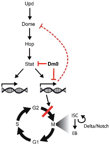Figure 8. Model. Lam overexpression antagonizes Stat protein levels and normalizes Jak/Stat target gene expression, including normalization of domeless expression. As a consequence of reduced Jak/Stat signaling, and possibly other pathways, Notch/Delta independent proliferation regulation is suppressed.