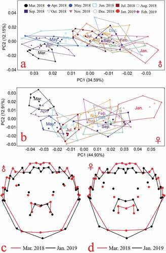 Figure 2. Principal component analysis of the carapace morphology of E. sinensis from Yangcheng Lake; Principal component analysis scatter plots of a. male and b. female E. sinensis; Comparison of extreme value shapes from negative to positive for c. male and d. female E. sinensis (variation is enlarged by three times). The red line is negative extreme value shapes, while the black line is positive extreme value shapes.