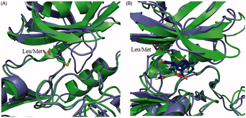 Figure 2. (A) Superposition of the human (purple) and Leishmania (green) GSK-3 enzymes. Key mutation in the ATP binding site is depicted as sticks. (B) Superposition of the poses of maleimide 13 in the human (purple) and Leishmania (green) GSK-3 enzymes.