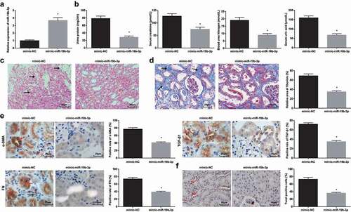 Figure 4. Elevated miR-19b-3p attenuates HN-induced RIF. (a). RT-qPCR detected miR-19b-3p expression after up-regulation of miR-19b-3p in HN rats; (b). 24 h urine protein, Scr, BUN and UA contents in serum of HN rats after up-regulation of miR-19b-3p; (c). H&E staining analyzed pathological damages of renal tissues of HN rats after up-regulation of miR-19b-3p; (d). Masson staining analyzed the degree of fibrosis and RIF index of HN rats after up-regulation of miR-19b-3p; (e). α-SMA, TGF-β1 and FN contents in renal tissues of HN rats after up-regulation of miR-19b-3p; F. TUNEL staining detected renal cell apoptosis of HNl rats after up-regulation of miR-19b-3p. Data were expressed as mean ± standard deviation. The t-test was used for comparison between two groups. * P < 0.05 compared with the mimic-NC group.