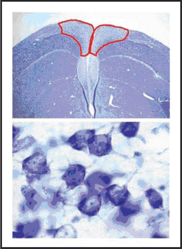 Figure 1 Representative brain section (Hp outlined) and Hp neurons of a black-capped chickadee.