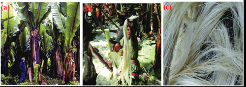 Figure 2. Extraction of false banana from enset plant manually a). Enset plant b). Manual extraction on plane wood c). Extracted false banana fiber (Batu and Lemu Citation2020).