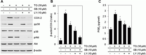 Figure 3.  Thymoquinone (TQ) regulates COX-2 expression and PGE2 production via PI3K/p38 kinase pathway in MDA-MB-231 cells. (A–C) MDA-MB-231 cells were untreated or treated with different concentrations of TQ for 24 h or 30 µM TQ for the specified time periods. (A) Expressions of COX-2, pp38, p38, pAkt, and Akt were detected by a Western blot analysis. Expressions of β-actin were used as loading controls. (B) The relative amounts of COX-2 were quantified by a densitometric analysis (Image J program). (C) Secreted PGE2 was determined by an assay kit. The data represent a typical experiment, and similar results were obtained from four independent experiments (A, B) and as mean values with standard deviation (B) (n = 4). P <0.05. Compared with untreated cells.