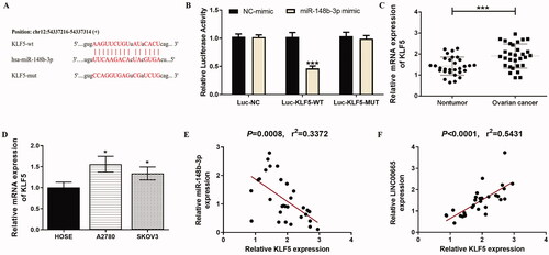 Figure 4. KLF5 was directly targeted by miR-148b-3p. (A) The putative binding site between KLF5 3′-UTR and miR-148b-3p. (B) Luciferase gene reporter assay showed that the luciferase activity increased when co-transfected with KLF5 wild sequences and miR-148b-3p mimic. ***p < 0.001 (unpaired t‑test), compared with the NC-mimic group. (C) A total of 30 histologically verified ovarian cancer tissue and normal para-tumor tissue samples were collected. The RT-qPCR assay showed that KLF5 was highly expressed in OC tissues. ***p < 0.001 (paired t-tests), compared with the normal para-tumor tissue. (D) The RT-qPCR assay also showed high expression of KLF5 in ovarian cancer cell lines (SKOV3 and A2780). *p < 0.05 (ANOVA with Dunnett's post hoc test), compared with the normal human ovarian surface epithelial cells (HOSE) group. (E) Pearson correlation analysis showed that the miR-148b-3p level was significantly negatively correlated with KLF5. (F) Pearson correlation analysis showed that the LINC00665 level was significantly positively correlated with KLF5. KLF5: Krüppel-like factor 5.