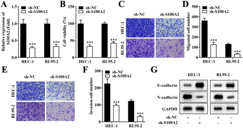 Figure 2. Inhibition of S100A2 suppresses aggressive behaviours of endometrial cancer cells. (A) mRNA levels of S100A2 after transfection in HEC-1 and RL95-2 cells, n = 3, ***p < .001. (B) Cell viability evaluated by CCK-8 assay, n = 3, ***p < .001. (C–F) Migrate and invasive HEC-1 and RL95-2 accessed by Transwell method, n = 3, ***p < .001. (G) Western blot analysis of E-cadherin and N-cadherin protein expression in HEC-1 and RL95-2, n = 3.